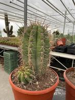 Cactus Trichocereus (Echinopsis Pasacana) 27cm pot., Cactus, Minder dan 100 cm, Ophalen of Verzenden, In pot