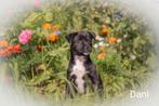 Prachtige RetroMops Puppy's, Pups, Dieren en Toebehoren, Honden | Chihuahua's en Gezelschapshonden, Overige rassen, CDV (hondenziekte)