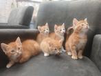 Superschattige kittens, Meerdere dieren, Ontwormd, 0 tot 2 jaar