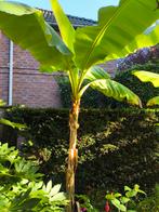 Musa Basjoo in grote kuip, Ophalen, Vaste plant, Fruitplanten, Volle zon