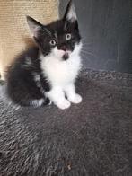 Blauwe rus x ragdoll, Dieren en Toebehoren, Katten en Kittens | Raskatten | Korthaar, Meerdere dieren, Ontwormd, 0 tot 2 jaar