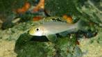 Xenotilapia Papilio Isanga F1, Dieren en Toebehoren, Vis, Zoetwatervis