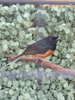 Schamalijster, Mannelijk, Wildzangvogel, Geringd