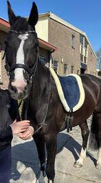 Merrie kwpn 10 jaar jong, Dieren en Toebehoren, Merrie, Met stamboom, B, Dressuurpaard
