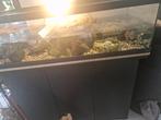 Twee muskus schildpadden inclusief verblijf en apparatuur, Dieren en Toebehoren, Ophalen, Zo goed als nieuw, Terrarium of Paludarium