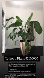 Plant diameter 150cm Strelitzia nicolai, Huis en Inrichting, Kamerplanten, Palm, 150 tot 200 cm, Groene kamerplant, Halfschaduw