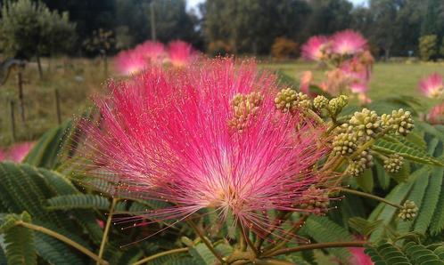 Albizia julibrissin Boubri Ombrella / slaapboom ‼️‼️, Tuin en Terras, Planten | Bomen, Bolboom, 400 cm of meer, Volle zon, Zomer