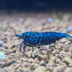 Garnalen caridina aquarium, Boa Galaxy enz, Kreeft, Krab of Garnaal