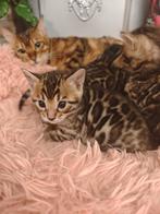Bengal kittens met stamboom te koop 3 color, Dieren en Toebehoren, Katten en Kittens | Raskatten | Langhaar, Meerdere dieren, Met stamboom