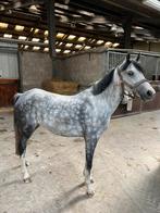 Mooie C pony te koop, Dieren en Toebehoren, Pony's, Merrie, Met stamboom, 3 tot 6 jaar