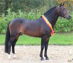 New Forest Dekhengst Samba Boy – Ter Dekking Aangeboden, Hengst