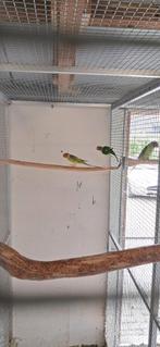 3 Koppels Pruimkop Parkieten  3 tot 6 jaar ook cinnamon, Dieren en Toebehoren, Meerdere dieren, Parkiet, Geringd