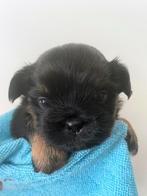 Mooie pups kruising Maltezer/Chihuahua, Maltezer, Meerdere, Meerdere dieren, Nederland