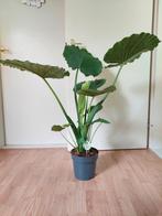 Alocasia Macrorrhiza - Olifantsoor H: 100 cm., Ophalen, 100 tot 150 cm, Overige soorten, Halfschaduw