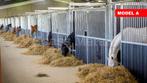 Paardenboxen | Diverse modellen | TOPADVERTENTIE, Weidegang, 4 paarden of pony's of meer