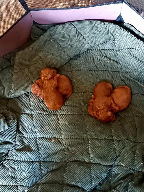 Toypoedel pupjes... zó lief!, Dieren en Toebehoren, Honden | Chihuahua's en Gezelschapshonden, Meerdere dieren, Poedel, Particulier