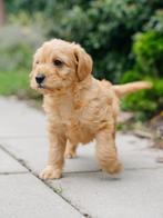 Mini Labradoodle pup (reu) is klaar om te verhuizen!, Overige rassen, CDV (hondenziekte), 8 tot 15 weken, Meerdere