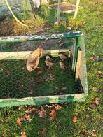 Drentse kriel met 4 kuikentjes, Dieren en Toebehoren, Pluimvee, Vrouwelijk, Kip