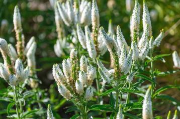 Veronicastrum ereprijs tuinplanten 2,84 € beschikbaar voor biedingen