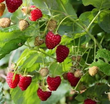 Frambozen planten  beschikbaar voor biedingen