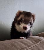 2 leuke fretten, Dieren en Toebehoren, Overige Dieren, Mei, Vrouwelijk