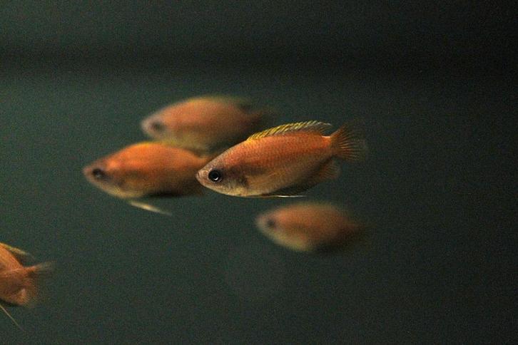 Honinggoerami (Trichogaster chuna), Dieren en Toebehoren, Vissen | Aquariumvissen, Zoetwatervis, Vis