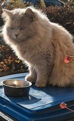 Jonge Ragdoll kater, Dieren en Toebehoren, Katten en Kittens | Raskatten | Langhaar, Kater, Gechipt, 0 tot 2 jaar