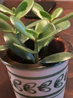 Crassula schattige mini geldboom, Ophalen, Halfschaduw, Minder dan 100 cm