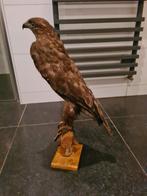 Buizerd taxidermie, Verzamelen, Ophalen of Verzenden, Zo goed als nieuw, Opgezet dier