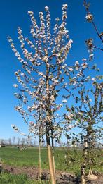 Diverse Hoogstam appels 15 jaar, Ophalen, Appelboom, Lente