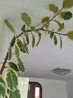 1 lang Ficus Elastica planten, Huis en Inrichting, Ophalen of Verzenden, Ficus, 200 cm of meer