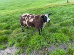 Bonte rammen, Mannelijk, Schaap