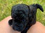Dwerg poedels pups dwergpoedel puppies, Poedel, Reu, CDV (hondenziekte), 8 tot 15 weken
