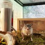 Knaagdier drinkfleshouder voor in glazen kooien!, Ophalen of Verzenden, Nieuw, Overige typen