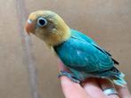 Agapornis fischeri Turquoise split ino pop, Dieren en Toebehoren, Vogels | Parkieten en Papegaaien, Vrouwelijk, Dwergpapegaai of Agapornis