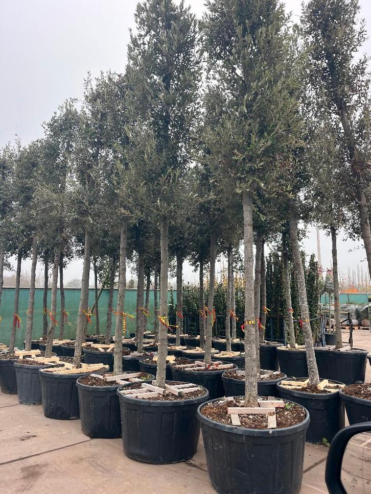 STEEN EIK, ZWARE BOMEN!! QUERCUS ILEX  XXXL  € 1385,= pst., Tuin en Terras, Planten | Bomen, Overige soorten, 250 tot 400 cm, Volle zon