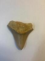 Megalodon Haaientand (5), Verzamelen, Mineralen en Fossielen, Ophalen of Verzenden, Fossiel