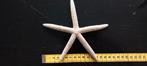 Zeester echt gedroogd- Starfish - nummer 2 van 6, Ophalen of Verzenden, Zo goed als nieuw