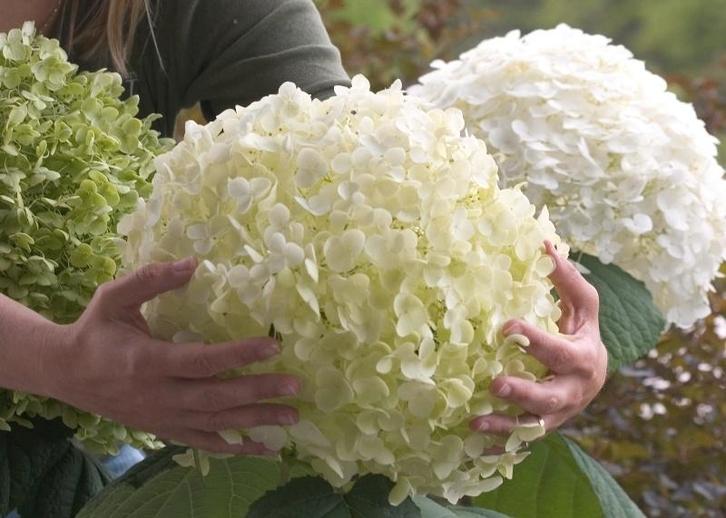 Hydrangea arborescens Strong Annabel, annabel hortensia, Tuin en Terras, Planten | Struiken en Hagen, Struik, Hortensia, Minder dan 100 cm