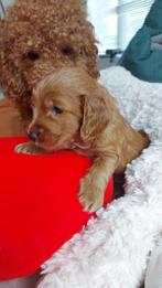 Cockapoo, poedel, Cocker spaniel pups, Dieren en Toebehoren, Overige rassen, CDV (hondenziekte), 8 tot 15 weken, Meerdere