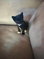 Lieve kittens alleen nog de poesjes, Dieren en Toebehoren, Katten en Kittens | Overige Katten, Meerdere dieren
