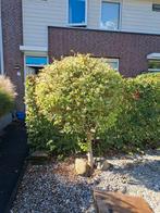 sierwilg, Ophalen, Volle zon, Overige soorten