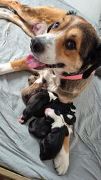 Australian shepherd pups 12dagen, Dieren en Toebehoren, CDV (hondenziekte), Overige rassen, 8 tot 15 weken, Meerdere