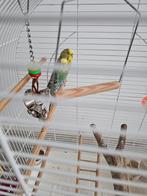 Vogels gras parkieten., Meerdere dieren, Parkiet