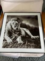 Schilderijlijst / fotolijst leeuw, Ophalen, 50 tot 75 cm, Zo goed als nieuw, Schilderij