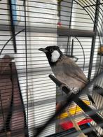 Buulbuul, Dieren en Toebehoren, Vrouwelijk, Tam