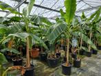 Grote bananenplanten Musa basjoo, Ophalen, Zomer, Overige soorten, Volle zon