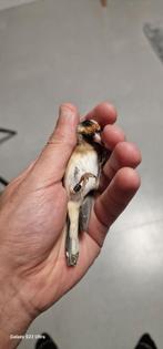 Kleine putter pop, Dieren en Toebehoren, Vogels | Overige Vogels, Vrouwelijk, Wildzangvogel, Geringd