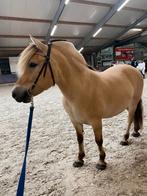 Fjorden merrie 6 jaar en mini fjorden shetlander ruin 2 jaar, Dieren en Toebehoren, Pony's, Meerdere dieren, A pony (tot 1.17m)