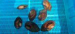 Vijver mossel, Overige soorten